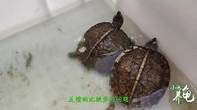 亚巨龟日志02：解答新手龟友养亚巨龟苗，经常遇到的3个问题