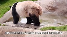 熊猫吃饱了感觉塞牙，下一秒追孔雀拔毛做牙签，镜头拍下全过程