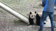 熊猫：让开让开快让开，前方有香脆脆的苹果等着我！