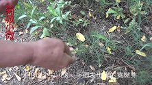 农村随处可见的野草，城市里面却很少吃，儿时的美味