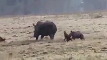 鬣狗对小犀牛纠缠不休，犀牛妈妈恨不得有分身术来保护孩子！