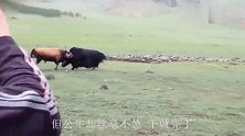 2只驯鹿争当王者，鹿角都快拱断了，大战一触即发根本停不下来