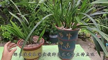 栽种兰花用深盆好，还是用浅盆好？教你正确选择兰花的花盆