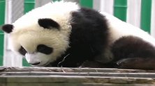 熊猫宝宝：太不仗义了喝盆盆奶，都不叫我我不理你们啦！