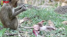有贼心没贼胆！坏猴子观察半天想实施绑架，奈何猴妈威慑太大！