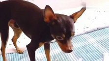 萌宠：啵啵乐犯了错就装傻充愣，主人让它给个交代
