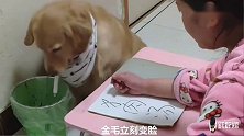 主人写出“狗肉汤”三个字，金毛立刻变脸，把主人的笔扔掉，逗