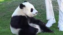 熊猫宝宝喝奶，四脚朝天太可爱了！网友：我要当奶爸！