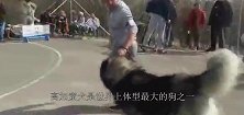 一头堪称最大的狼，身长两米，搞定藏獒应该轻而易举吧
