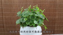 6月养铜钱草，用好这个方法，长得旺，不黄叶，还有好运气