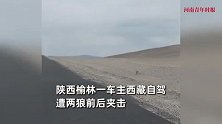 车主西藏自驾遭两狼前后夹击，围车低吼僵持数分钟，男子语出惊人