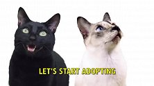 沙发变得残破不堪，原来都是小猫搞的鬼，真好玩！