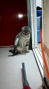 猫：铲屎官真烦，整天拿我寻开心！