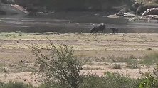 4头年轻雄狮河岸上捕猎小牛，牛群规模再大也只是一盘散沙