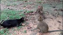 狗狗跑来骚扰猴群，结果被按到地下痛打，夹着尾巴跑了