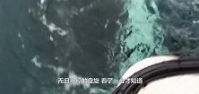 虎鲸猎捕海獭，渔民呼喊海獭上船避难，海獭一直寻找自己的宝宝
