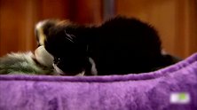 可爱的小猫咪，有一只小猫咪迈着小短腿来到了猫咪大团队，有趣