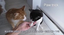 猫真的摔不死？难道它真有9条命？镜头放慢10倍拍下全过程