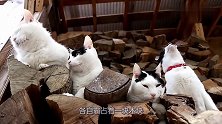 几只猫咪静静地趴在木材上面，模样呆萌可爱，真是没谁了