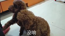 泰迪宝宝天，按铃教了很多天了，笨的我都快崩溃了