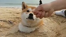 小奶狗：铲屎的，你这是要对我做啥呀我咋动不了