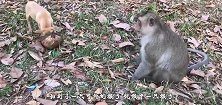黄喉貂捕食猴子，猴子毫无还手的能力，镜头拍下全过程