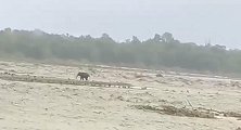印度：一大象被困洪水中，走来走去寻找出路