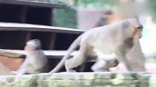 胖胖的猴子喜欢上一只大猴子，主动向人家表白，能成不