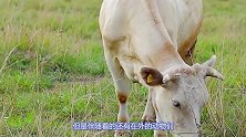 美国研究所传出噩耗，危机正在酝酿，网友：一波未平一波又起！