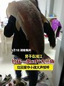 湖南株洲：一男子钓一条63斤鳡鱼，扛回家中小孩大声惊呼