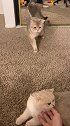 这种家暴的小猫咪要不得恶龙咆哮 猛男必看