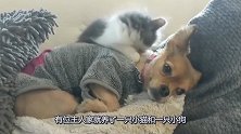 猫咪和狗狗竟然能够和睦相处，猫咪趴在狗狗背上，为狗狗舔舐毛发