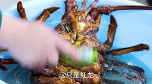5400买只大龙虾，半吨做“烤龙虾”肉质紧实，咸香可口