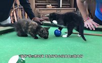 猫咪和主人打台球，喵不就进洞吗看我一个一个进给你看