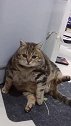 猫：别烦我，吃太多了，懒得动弹！