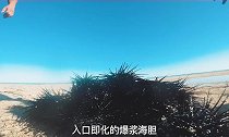 顶级海胆免费吃到爆，大自然的自助餐厅