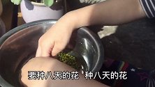 天津有个小娃娃，从小就爱种这种那，瞧这绿豆种的