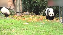电量过剩的熊猫圆梦一秒也不消停，熊猫妈妈果断远离熊孩子
