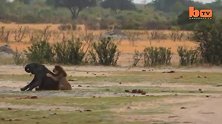 2头雄狮捕猎小象简短版—食物匮乏大象成为捕食对象