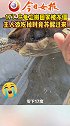冻死乌龟下锅后突然活过来，-17℃乌龟忘搬回家被冻僵 主人欲吃掉时竟苏醒过来 乌龟