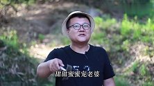 几百元的椰子螺，直接下锅爆炒，这也太下饭了吧