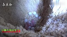 树洞里的秘密：啄木鸟繁殖全纪录！你见过吗？
