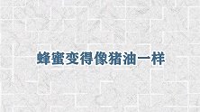 蜂蜜变得像猪油一样，是真蜂蜜还是假蜂蜜？有结果了