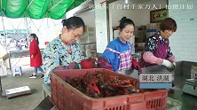 洪湖小龙虾：大姐分拣大小，打包时加入冰块保鲜，死小龙虾要丢掉