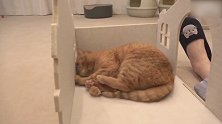 睡在地上的猫咪，这懒洋洋的样子，真可爱！