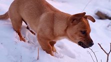 在雪中撒花，快乐的狗子