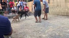农村斗狗，两个小家伙见面逮着狗头就咬，人比狗都兴奋！