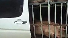 现在猪肉什么行情？4辆商务车载79头生猪上高速 被民警查获