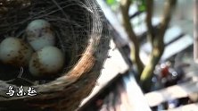 实拍院落里的鸟巢，母鸟一点不怕人，就像家养的一样