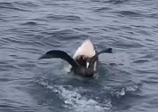 澳洲：海燕水面上享用诱饵遭鲨鱼追赶，不愿离开被一口吞下
